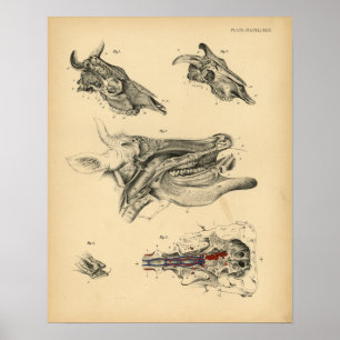 Koe Ox Skull Head Anatomy 1908 Print
