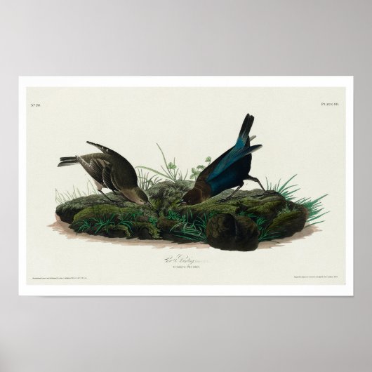 Koe-pen Vogel van Audubon Poster (Voorkant)