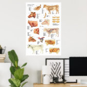 Koe Runderanatomie Grafiek 24 x 36 inch Poster (Thuiskantoor)