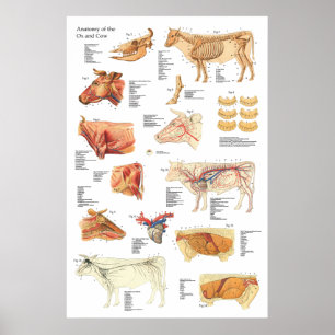 Koe Runderanatomie Grafiek 24 x 36 inch Poster
