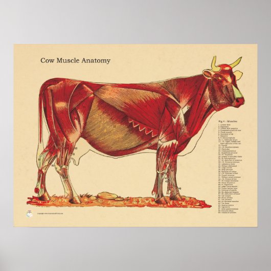 Koe Runderen Veterinaire Muscula Anatomie Grafiek Poster (Voorkant)