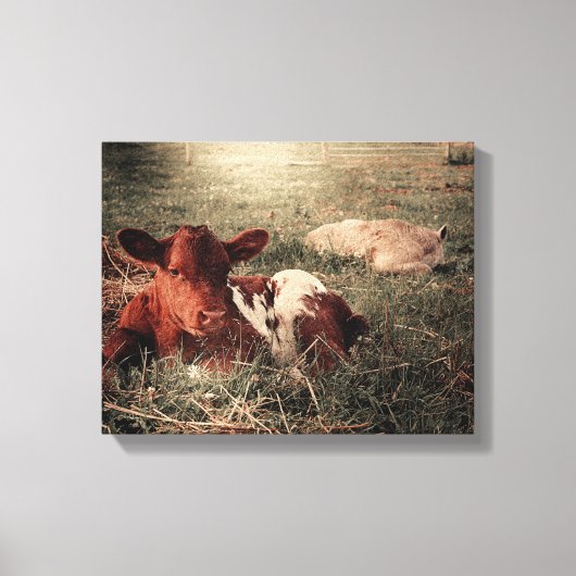 Koe Rustic Land Farmhouse Canvas Afdruk (Voorkant)