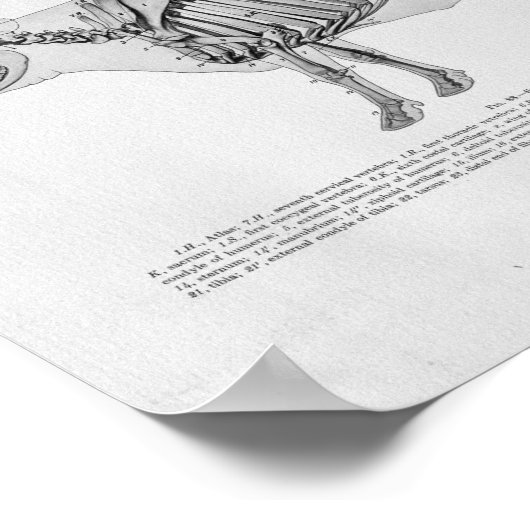 Koe Skelet Anatomie  Afdrukken Poster (Hoek)