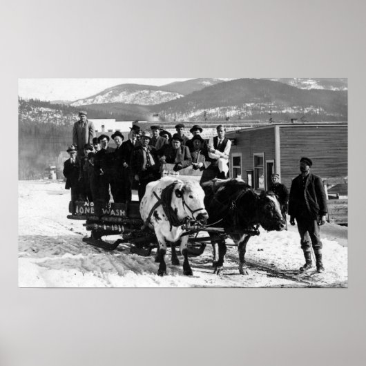 Koe Team dat Mannen in een Wagon trekt Poster (Voorkant)