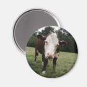 Koe tikt uit Tongue Magneet (Voorkant / Achterkant)