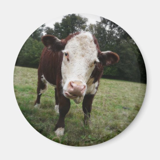 Koe tikt uit Tongue Magneet (Voorkant)