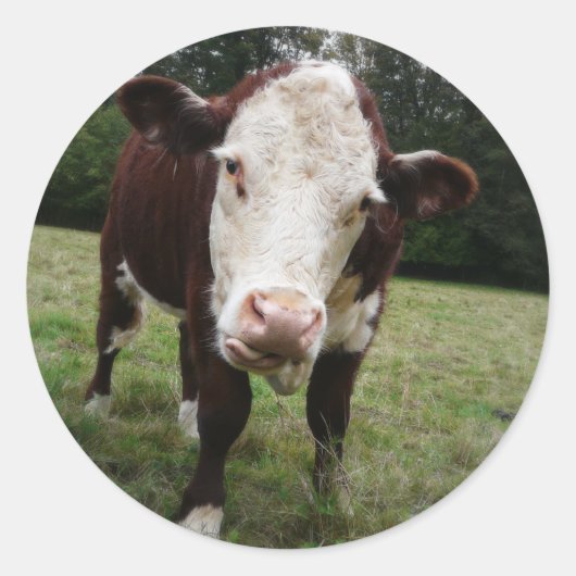 Koe tikt uit Tongue Ronde Sticker (Voorkant)