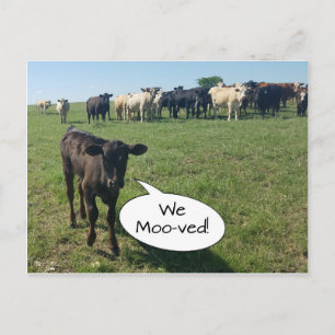 Koe van adreswijziging We hebben ons verplaatst Briefkaart