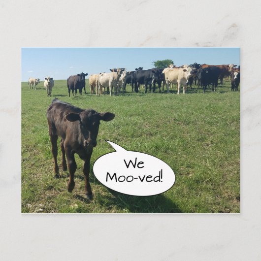 Koe van adreswijziging We hebben ons verplaatst Briefkaart (Voorkant)