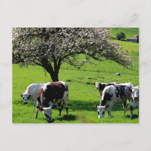 Koe van bloeiende appelbomen in Normandië Briefkaart