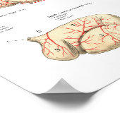 Koe van runderen Bloedvatten Anatomie Poster (Hoek)