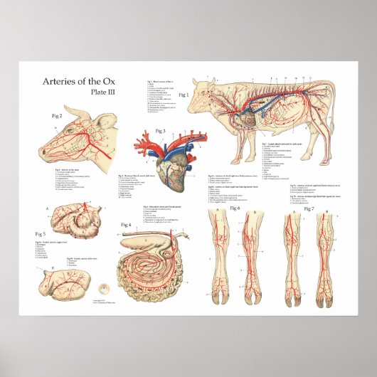 Koe van runderen Bloedvatten Anatomie Poster (Voorkant)