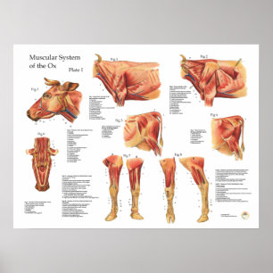 Koe van runderen Poster van de anatomie