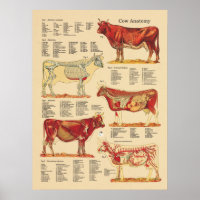Koe Veterinaire anatomiegrafiek