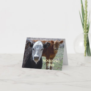 Koeien bevestigen - Westerne adreswijziging Aankondiging