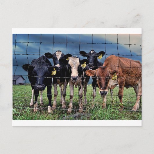 Koeien Briefkaart (Voorkant)