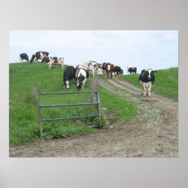 Koeien Foto Poster