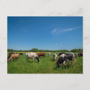 Koeien grazen bij Nice Farms Creamery Briefkaart