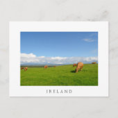 Koeien grazen in een weide in het witte briefkaart (Voorkant)