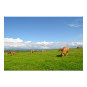 Koeien grazen in een weide in Ierland foto-afdrukk Foto Afdruk