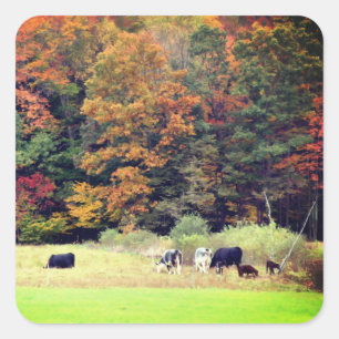 Koeien herfst afbreken Veldgebied Natuur Vierkante Sticker