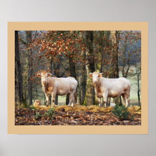 Koeien in bosland, Frankrijk Poster