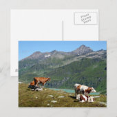 Koeien in de bergen briefkaart (Voorkant / Achterkant)