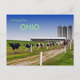 Koeien in een rij op het platteland van Ohio Brief Briefkaart