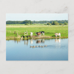 Koeien in het landschap van de Meadow Foto Briefka Briefkaart