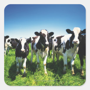 Koeien in het veld, Betsukai, Hokkaido Vierkante Sticker