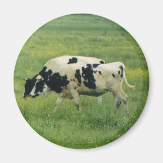 Koeien magneet