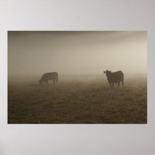 Koeien op de foto van de borst poster