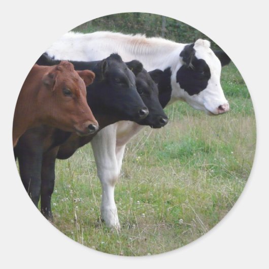 Koeien op een rij ronde sticker (Voorkant)