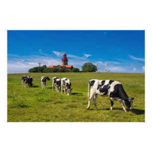 Koeien op een weide met een vuurtoren foto afdruk