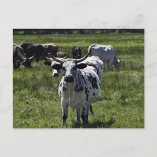 Koeien op Grote Weide Briefkaart