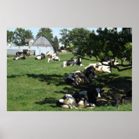 Koeien op het Boerderij Fotografie Midwest Poste