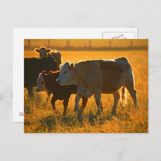 Koeien op het grasland 2 briefkaart (Voorkant / Achterkant)