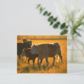 Koeien op het grasland 2 briefkaart (Staand voorkant)