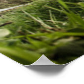 Koeien Poster (Hoek)