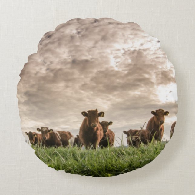 Koeien Rond Kussen (Voorkant)
