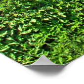 Koeien van de Crazy Montains Poster (Hoek)