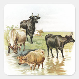 Koeien van kunstlandbouwhuisdieren vierkante sticker