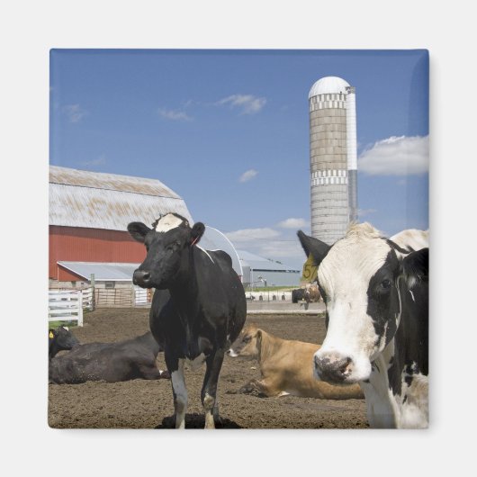 Koeien voor een rode schuur en silo op een boerder magneet (Voorkant)