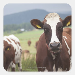 Koeien voor grazing vierkante sticker