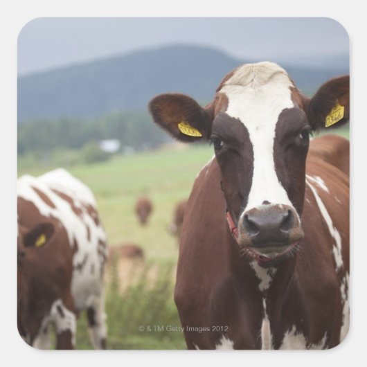 Koeien voor grazing vierkante sticker (Voorkant)