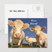 Koeien We hebben het Briefkaart Nieuw adres verpla (Voorkant / Achterkant)