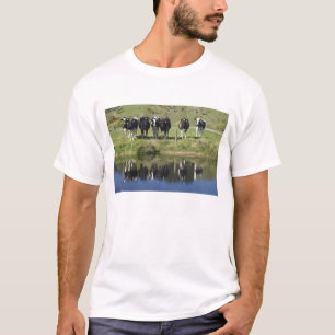 Koeien weerspiegeld in kanaal, Henley, Taieri Plai T-shirt
