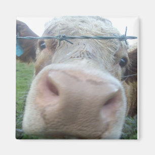 koeienmagneet magneet