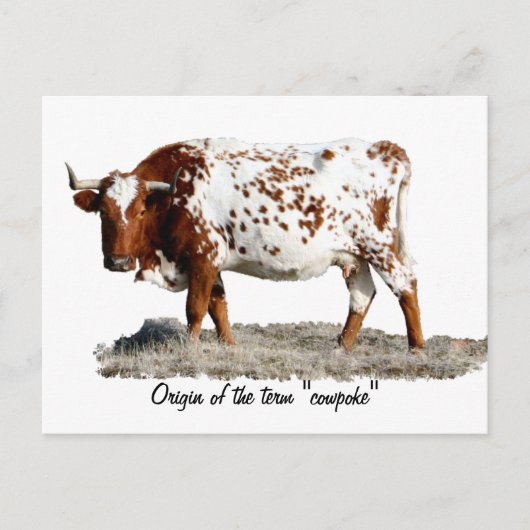 KOEIENPOK BRIEFKAART (Voorkant)