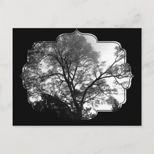 Koel boomfotografie. briefkaart